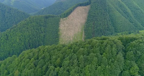 Aerial view: View of the huge cut forest area. Flying over the Transcarpathian Видео 103576908