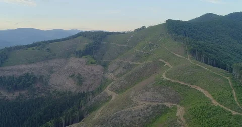 Aerial view: View of the huge cut forest area. Flying over the Transcarpathian Видео 103577511