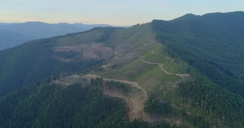 Aerial view: View of the huge cut forest area. Flying over the Transcarpathian Видео 103577647