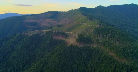 Aerial view: View of the huge cut forest area. Flying over the Transcarpathian Видео 103578486