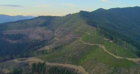 Aerial view: View of the huge cut forest area. Flying over the Transcarpathian Видео 103578692