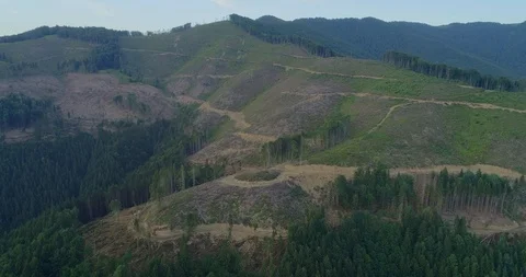 Aerial view: View of the huge cut forest area. Flying over the Transcarpathian Видео 103579871