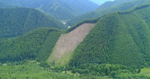 Aerial view: View of the huge cut forest area. Flying over the Transcarpathian Видео 103581042