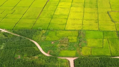 Aerial view of view sunset at Terraced Rice Field in Thailand. 4k drone foota Stock Footage 256732068