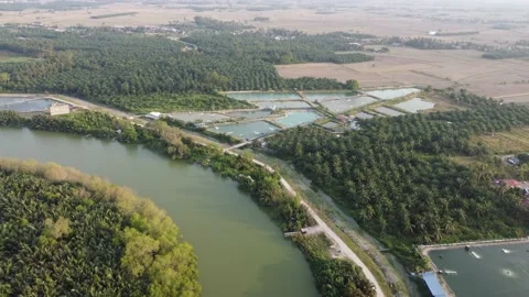Aerial view village of fish farm and oil palm plantation Stock Footage 149201341