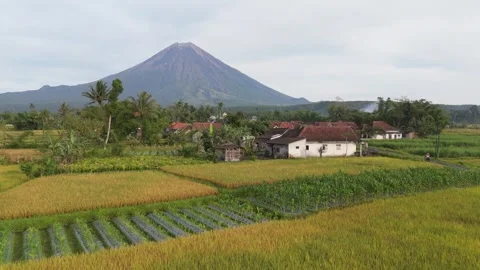 Aerial view of a village in Java, Indonesia, featuring rice fields and Vídeos de archivo 330616119