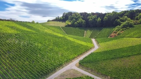 Aerial view of vineyard, 4k Stock Footage 95946022