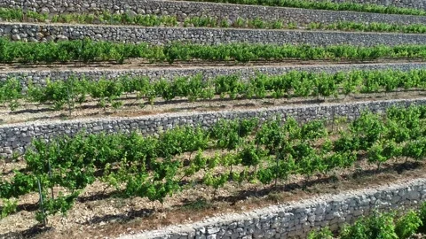 Aerial view of the vineyard in the afternoon. Stock Footage 157881967