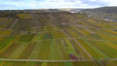 Aerial view of vineyard in autumn time at Zell peninsula along Moselle rive.. Stock Footage 282910331