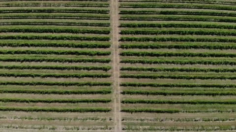 Aerial view of vineyard. Beautiful rows and landscape. Stock Footage 131975392
