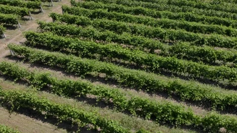 Aerial view of vineyard. Beautiful rows and landscape. Stock-Footage 131976739