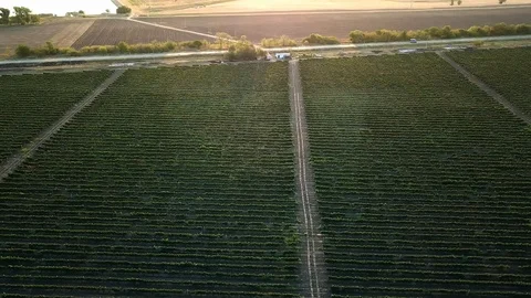 Aerial view of Vineyard at dawn Stock Footage 126577636
