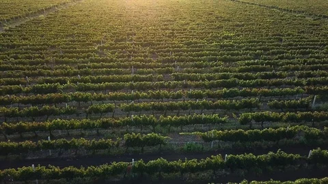 Aerial view of Vineyard at dawn Stock Footage 126578013