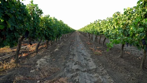 Aerial view of Vineyard at dawn Stock-Footage 127719083
