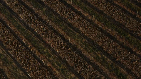 Aerial view of a vineyard during winter season Stock Footage 127037810