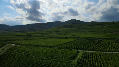 Aerial view on the vineyard fields. Alsace, France. Stock Footage 145969703