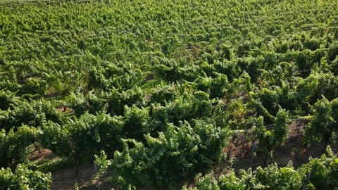 Aerial view on the vineyard fields. Alsace, France. Stock Footage 145971316