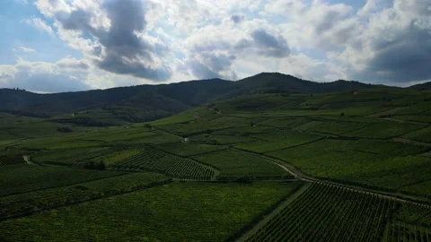 Aerial view on the vineyard fields. Alsace, France. Stock Footage 145971338