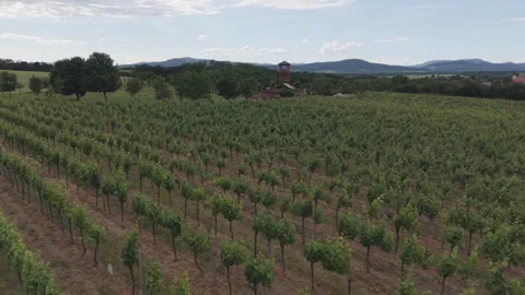 Aerial View of Vineyard Fields and Lookout Tower Near Vistuk Stock Footage 341327051