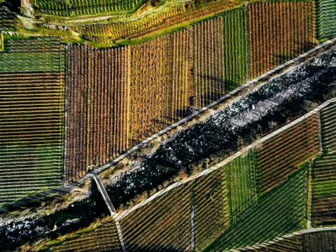 Aerial view of vineyard fields during winter in Italy. Stock Photos