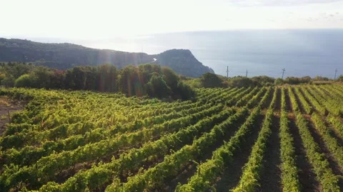 Aerial view of vineyard fields on the hills and sea coast. Growing rows of grape Stock-Footage 172919224
