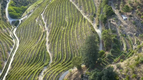 Aerial view of the vineyard fields in Tabuçao, Portugal. Drone point of view Stock Footage 139414264
