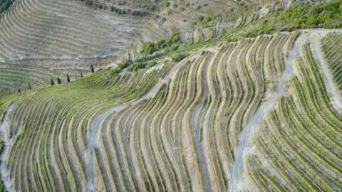 Aerial view of the vineyard fields in Tabuçao, Portugal. Drone point of view Stock Footage 139414372