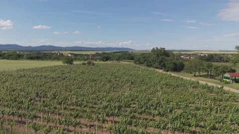 Aerial View of Vineyard Fields, Vistuk Village and Little Carpathians Stock Footage 341326949