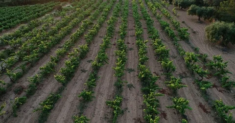 Aerial view of vineyard fields of wine Stock Footage 101097709