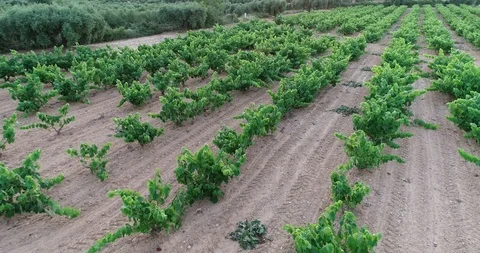 Aerial view of vineyard fields of wine Stock Footage 101097727