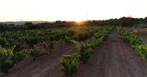 Aerial view of vineyard fields of wine Stock Footage 101097785