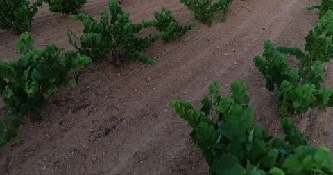 Aerial view of vineyard fields of wine Stock Footage 101097787