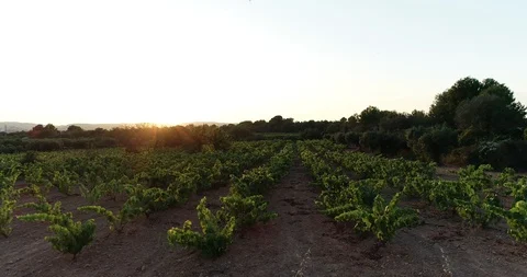 Aerial view of vineyard fields of wine Stock Footage 101097796