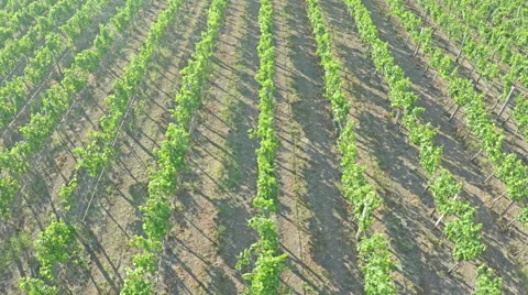 AERIAL VIEW of vineyard. Flying over rural landscape with vineyards Stock Footage 52808182