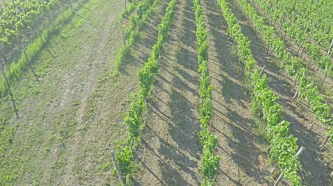 AERIAL VIEW of vineyard. Flying over rural landscape with vineyards Stock Footage 52809224