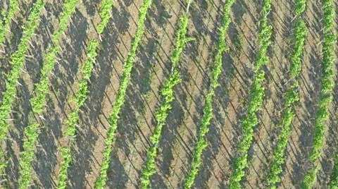 AERIAL VIEW of vineyard. Flying over rural landscape with vineyards Stock Footage 52809938