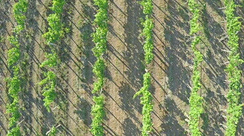 AERIAL VIEW of vineyard. Flying over rural landscape with vineyards Stock Footage 52810522