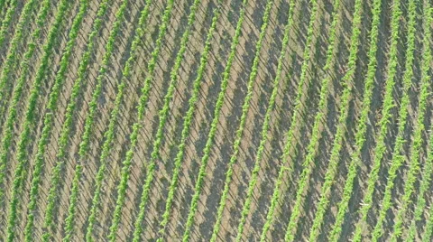 AERIAL VIEW of vineyard. Flying over rural landscape with vineyards Stock Footage 52810727