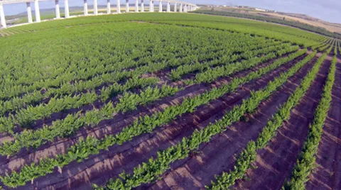 Aerial  view of a vineyard Stock Footage 37997487