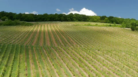 Aerial view of vineyard Stock Footage 38337556
