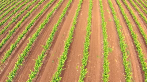 Aerial view of a vineyard Stock Footage 38873955