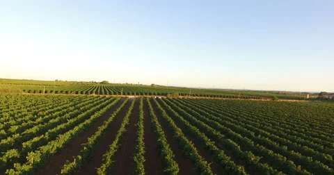 Aerial view of a vineyard Stockbeeldmateriaal 55244398