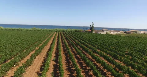 Aerial view of a vineyard Stockbeeldmateriaal 55245014