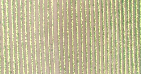 Aerial view of a vineyard Stockbeeldmateriaal 55246016
