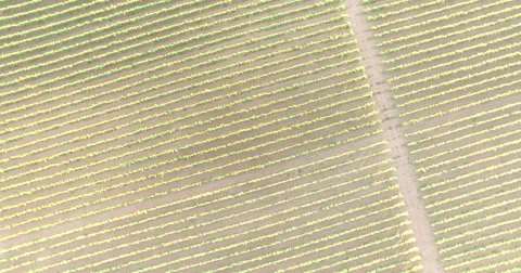 Aerial view of a vineyard Stockbeeldmateriaal 55246218