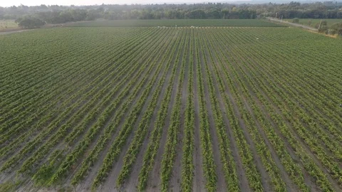 Aerial View Vineyard Stock Footage 87158520