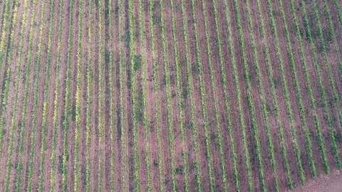 Aerial view of vineyard Video stock 90943959