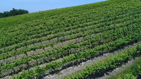 Aerial view of a vineyard Video stock 95045834