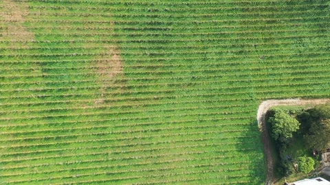 Aerial view  vineyard Vídeo Stock 97886878
