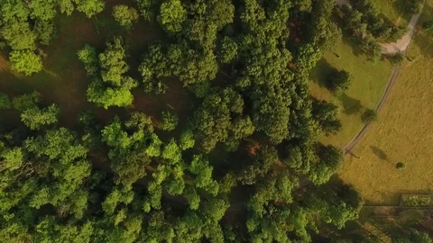 Aerial view of a vineyard Stock Footage 115641220
